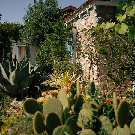 Casuta Cu Cactusi