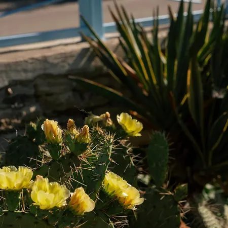 Casuta Cu Cactusi *